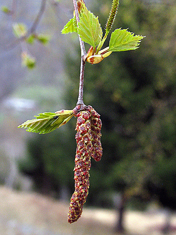 Betula pendula Roth / Betulla verrucosa